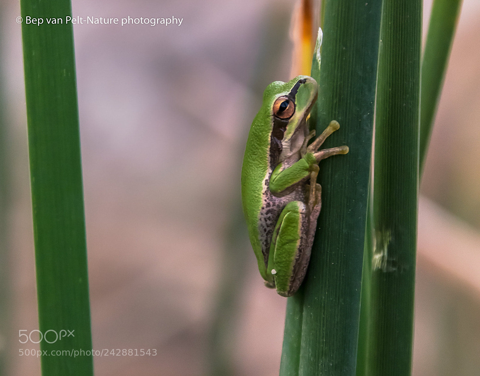 Nikon D500 sample photo. Jordan wadi with midle photography