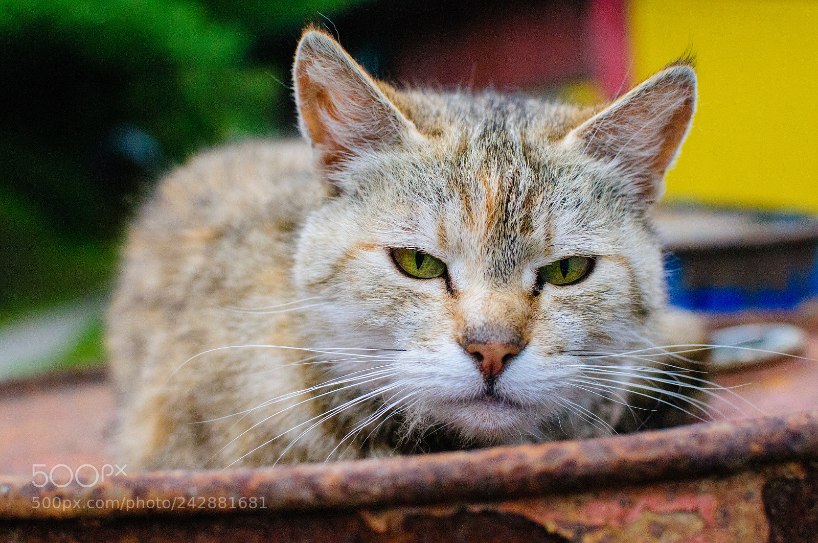 Nikon D300S sample photo. фотокарточка photography