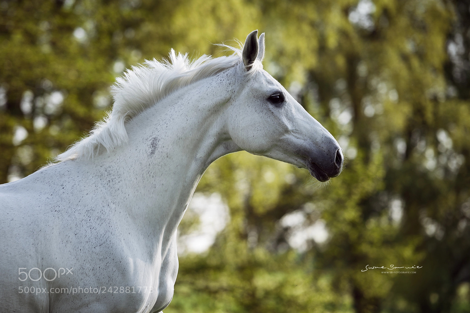 Nikon D610 sample photo. Catweazle photography