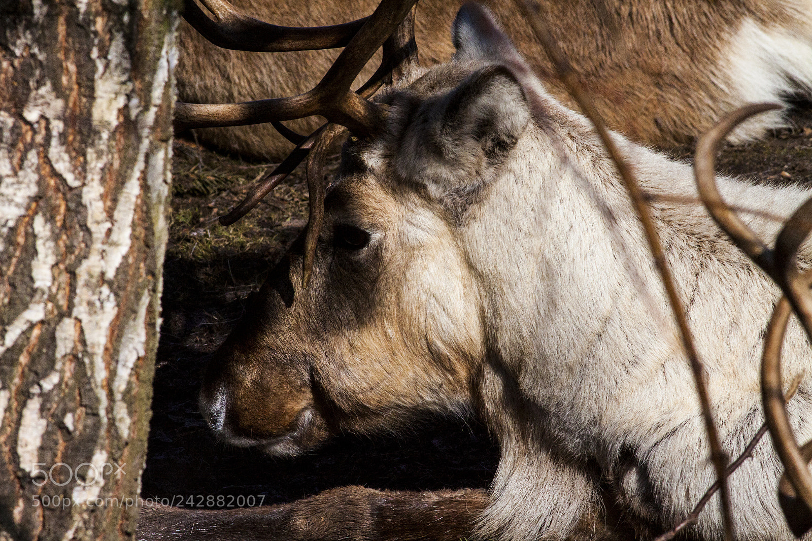 Canon EOS 50D sample photo. A rein deer resting photography