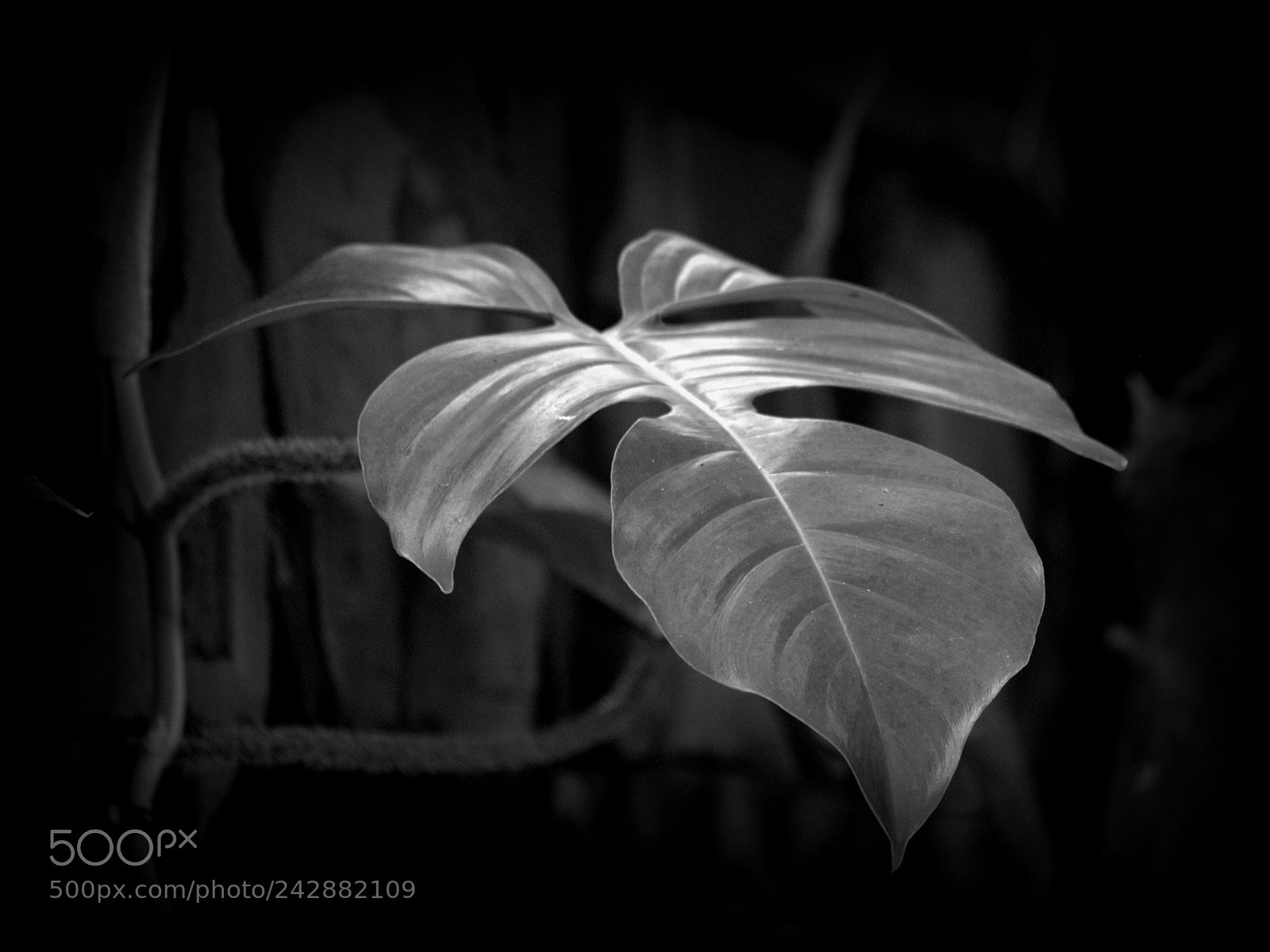 Nikon D3000 sample photo. Philodendron squamiferum photography
