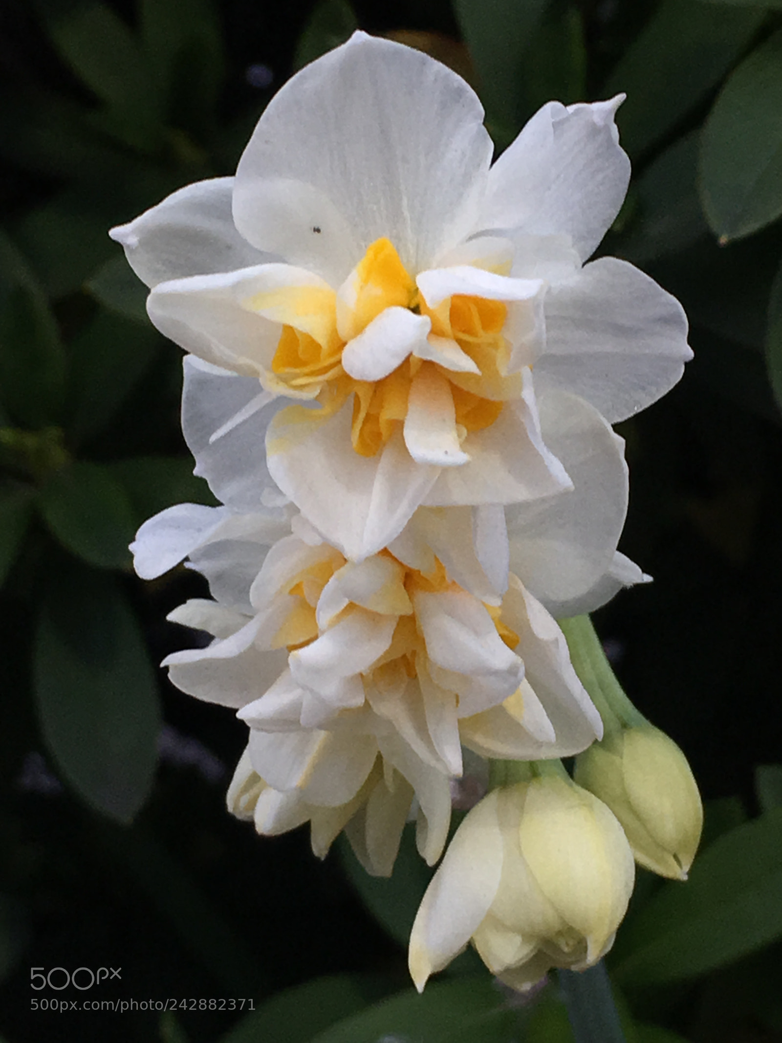Apple iPhone 6s Plus sample photo. Winter2017 flowers photography