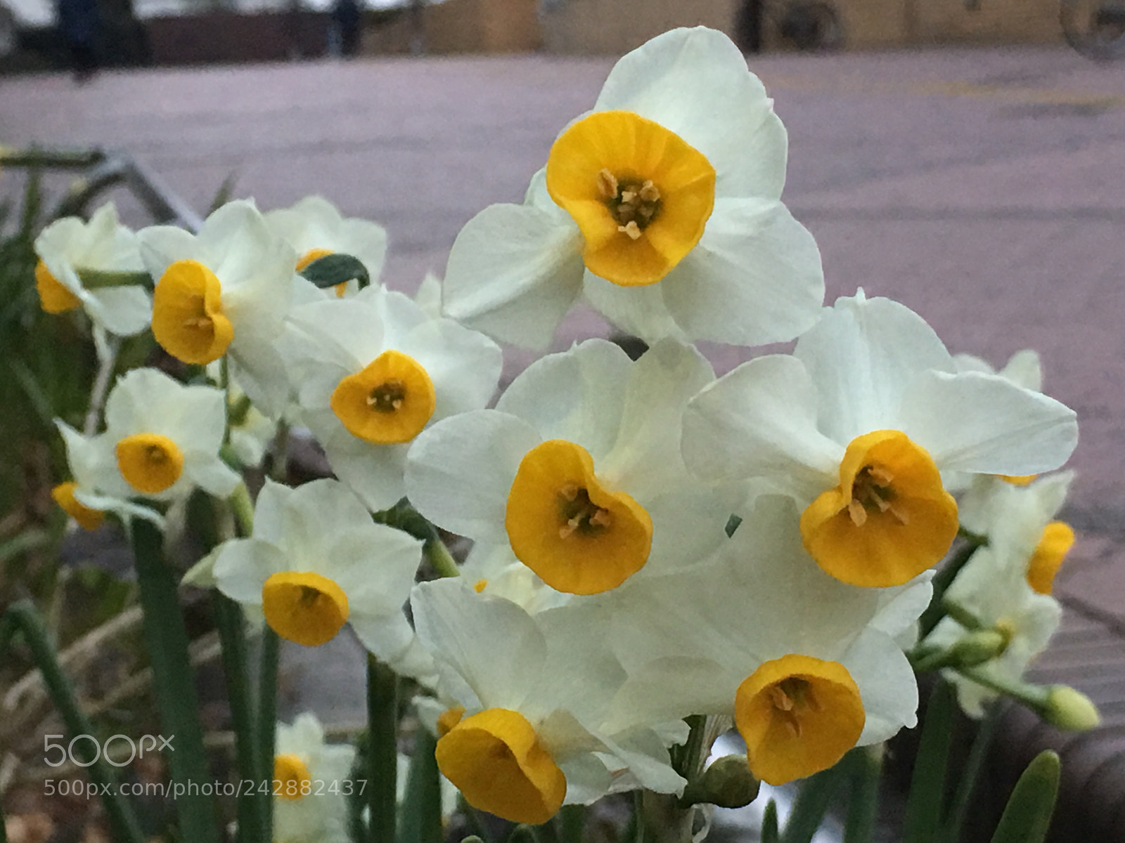 Apple iPhone 6s Plus sample photo. Winter2017 flowers photography