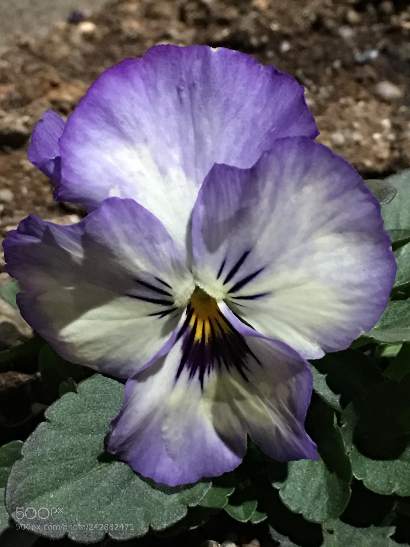 Apple iPhone 6s Plus sample photo. Winter2017 flowers photography