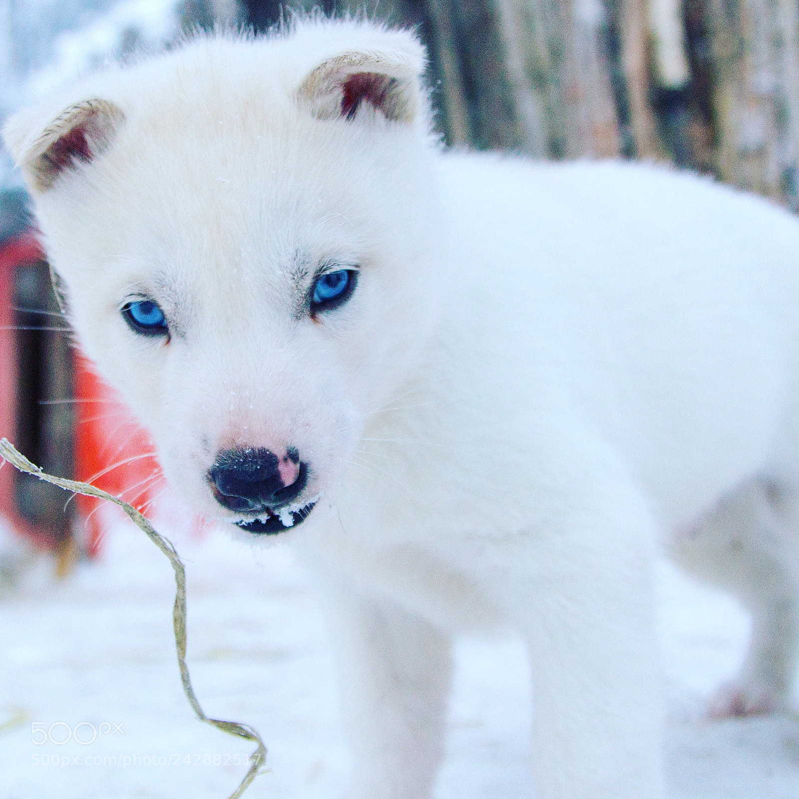 Canon EOS 60D sample photo. 9 weeks old puppy photography