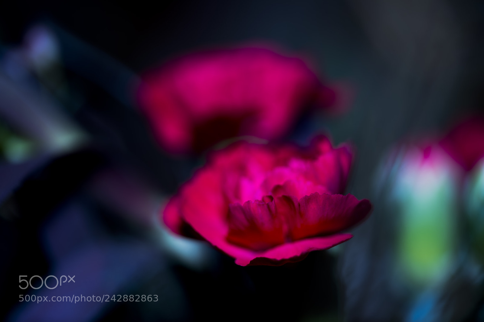 Nikon D850 sample photo. Dark pink flowers photography
