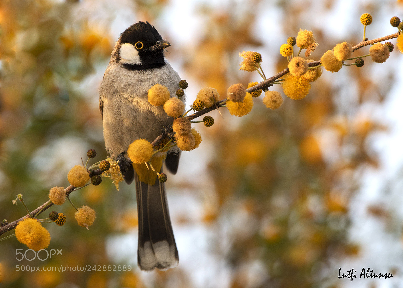 Nikon D500 sample photo. White-eared bulbul akyanakl arapb photography
