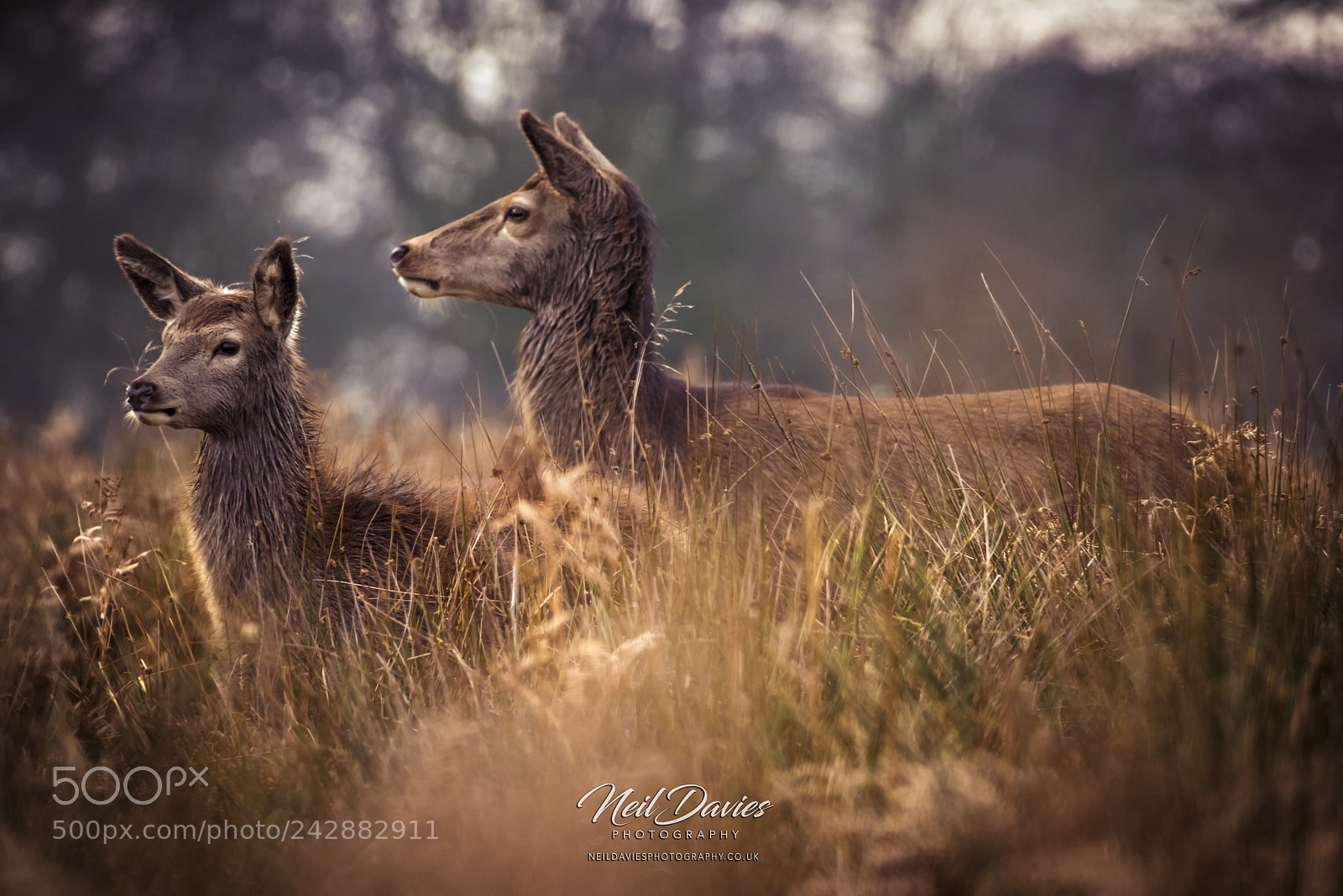 Nikon D810 sample photo. Deer photography