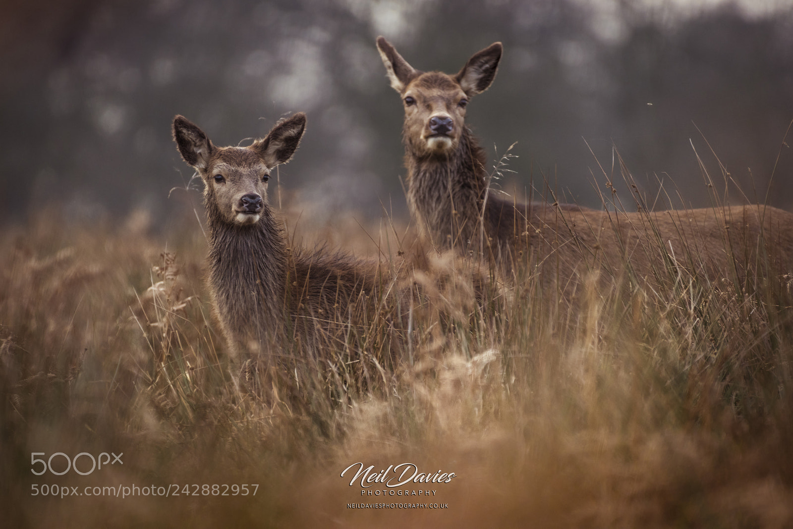 Nikon D810 sample photo. Deer photography