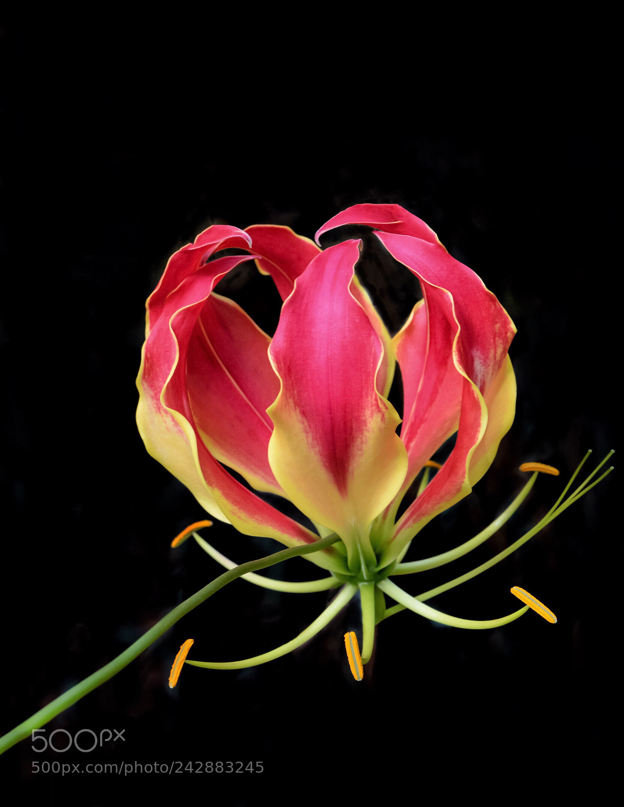 Nikon D610 sample photo. Flame lily photography