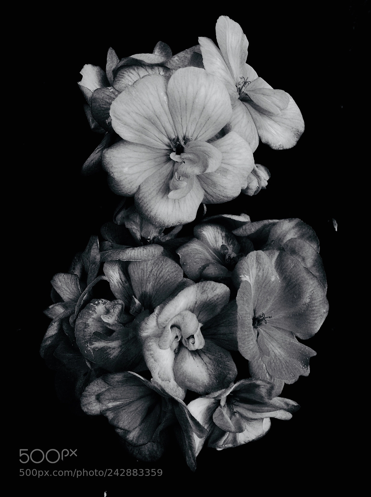 Apple iPad mini 2 sample photo. Black and white geraniums photography