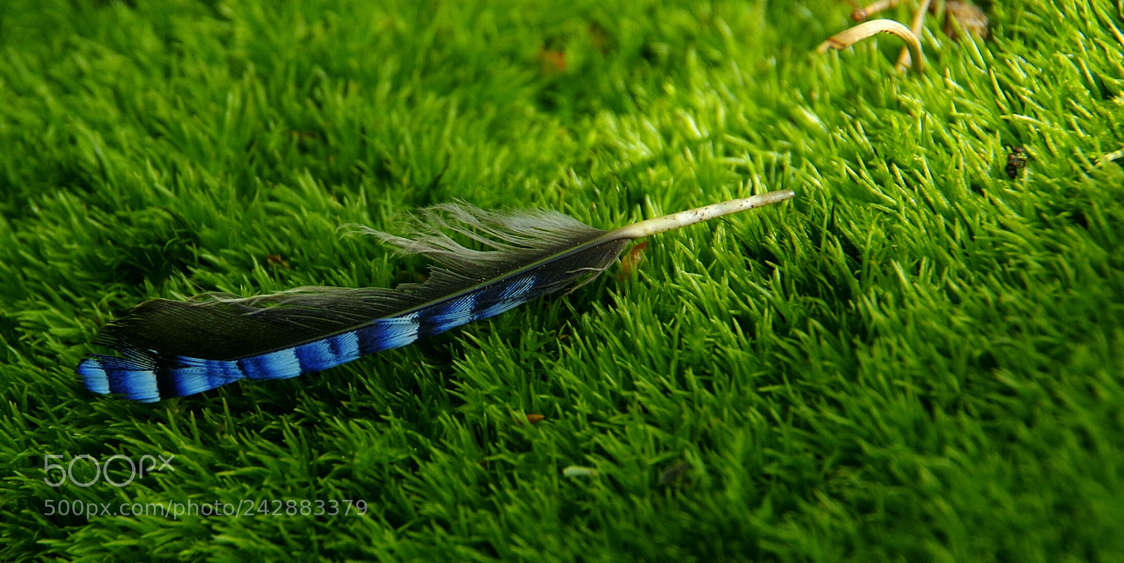 Pentax K-70 sample photo. She fries the feather photography