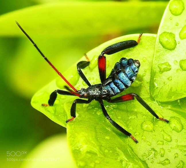 Nikon Coolpix P900 sample photo. Beautiful creature photography