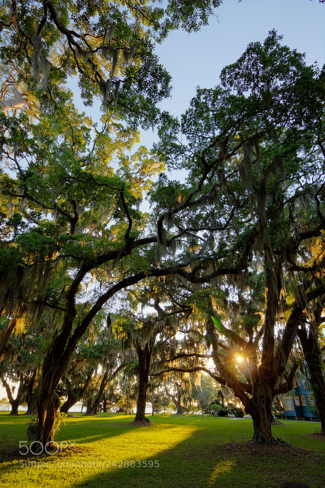 Canon EOS 60D sample photo. Spanish moss photography