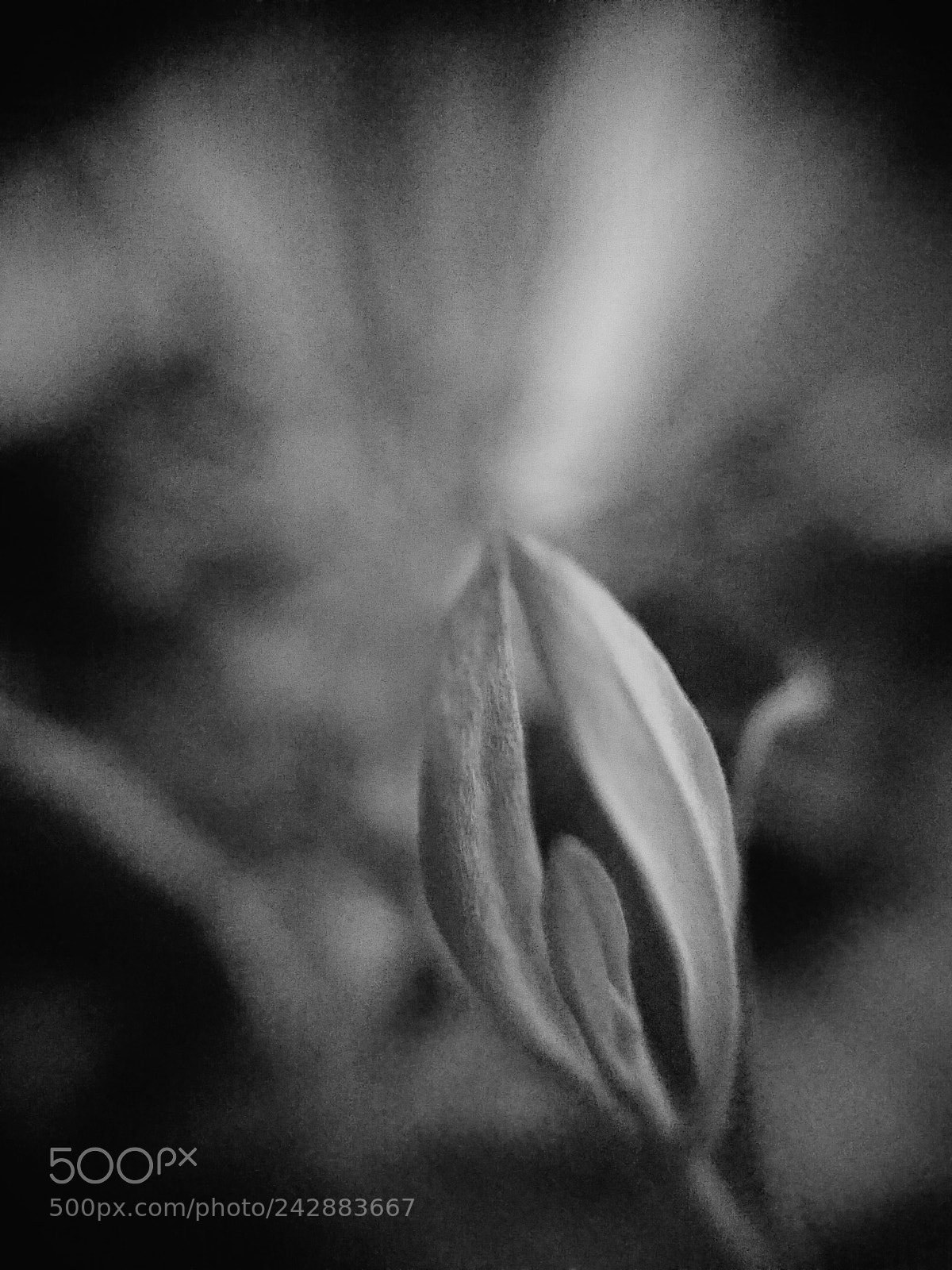 Sony Xperia XZ sample photo. Olive.... photography