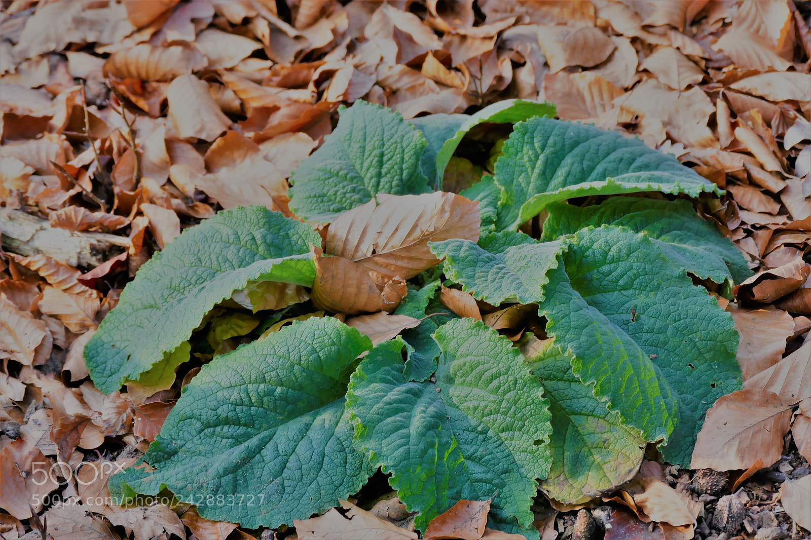 Panasonic Lumix DMC-FZ1000 sample photo. Leaf photography
