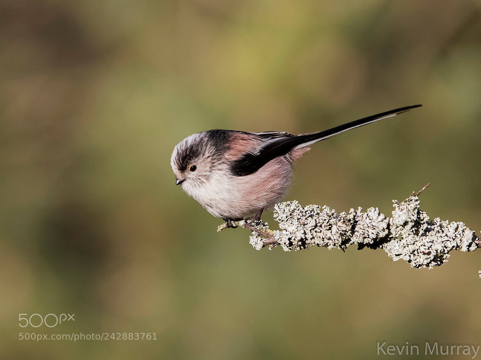 Canon EOS 7D Mark II sample photo. Long-tailed tit photography