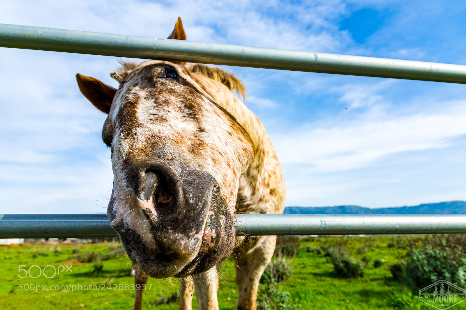 Nikon D7200 sample photo. Just visiting the locals photography