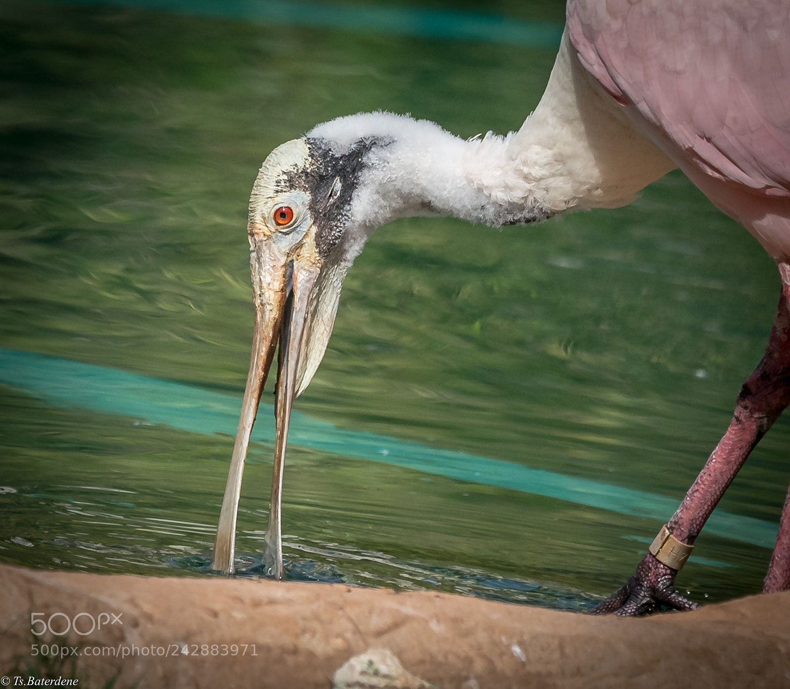 Sony a9 sample photo. Bird of hawai. photography