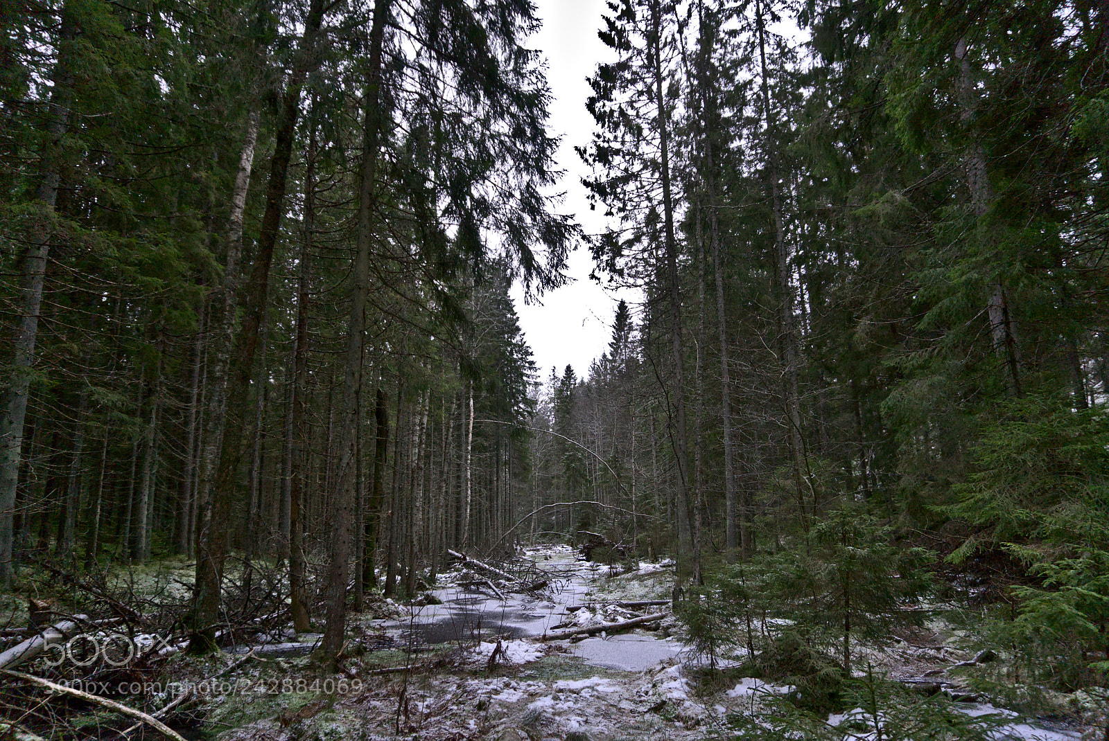 Sony a5100 sample photo. Nature path photography