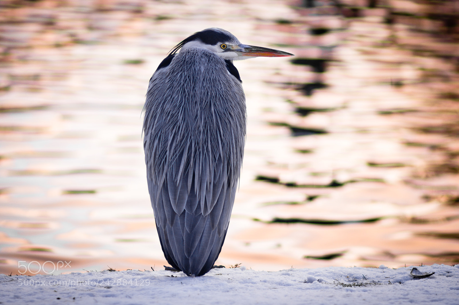 Canon EOS 60D sample photo. Grey heron photography