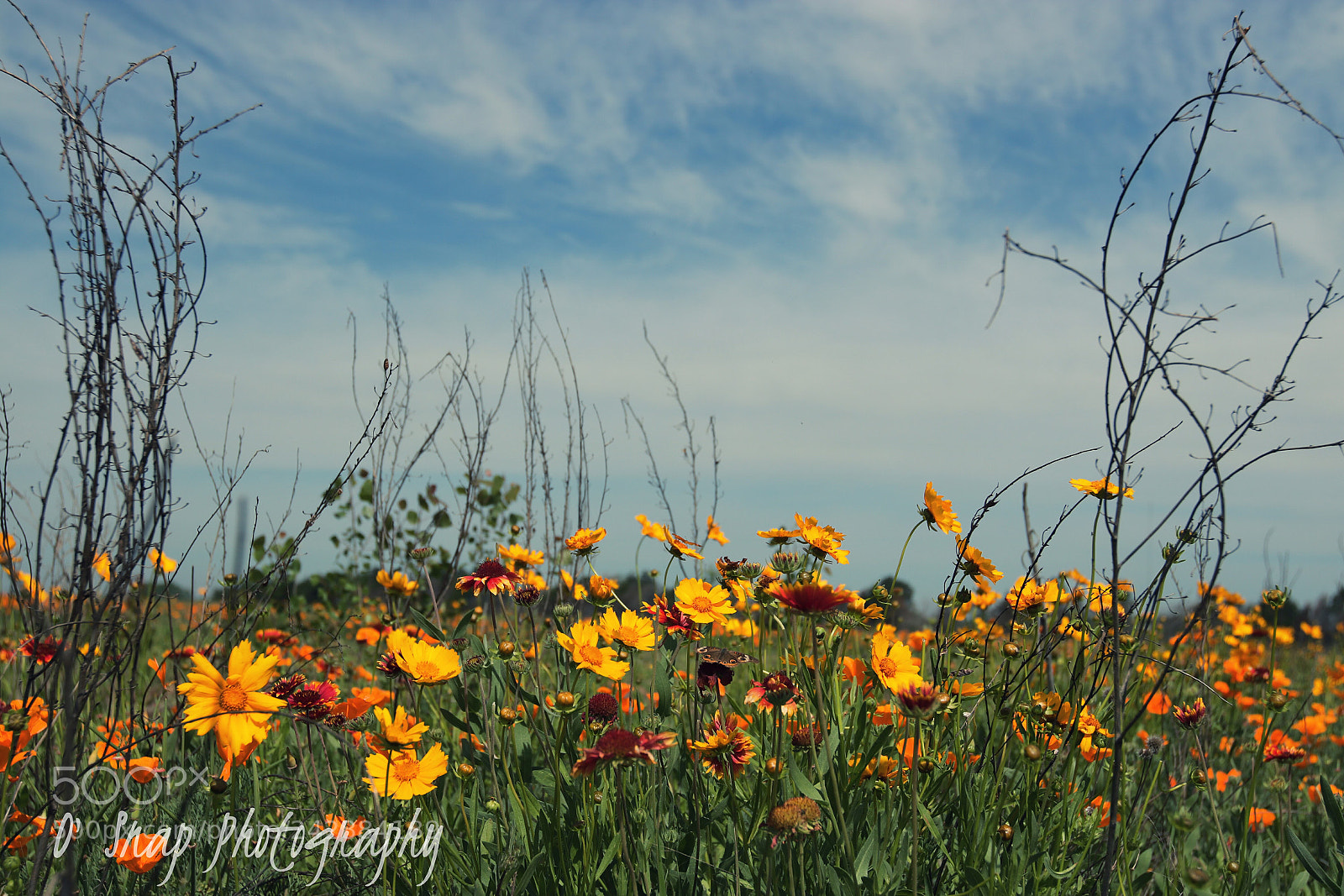 Canon EOS 750D (EOS Rebel T6i / EOS Kiss X8i) sample photo. Untitled photography