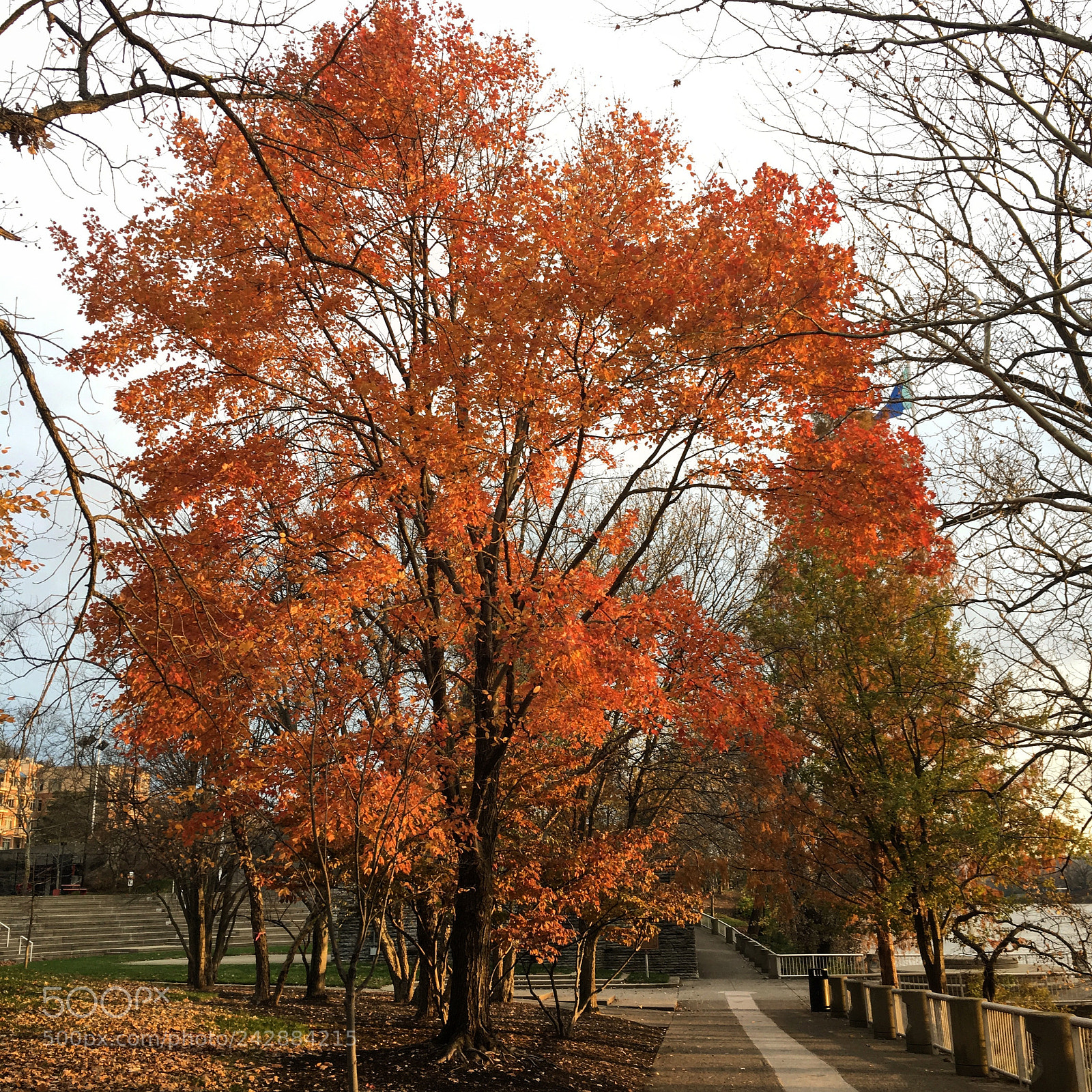 Apple iPhone 6s sample photo. Lone reed of autumn photography
