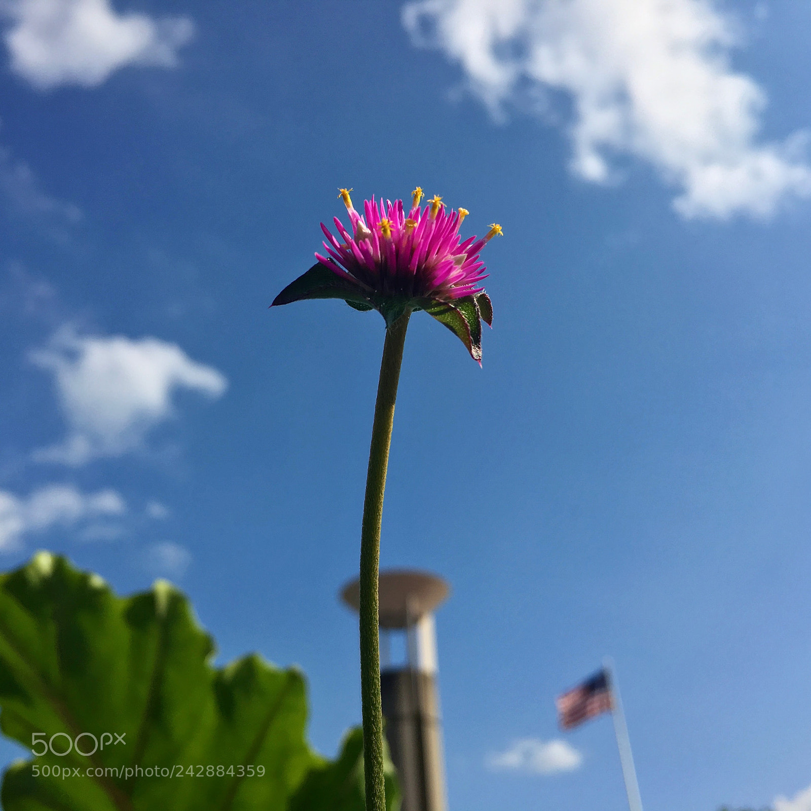 Apple iPhone 6s sample photo. Summer breeze photography
