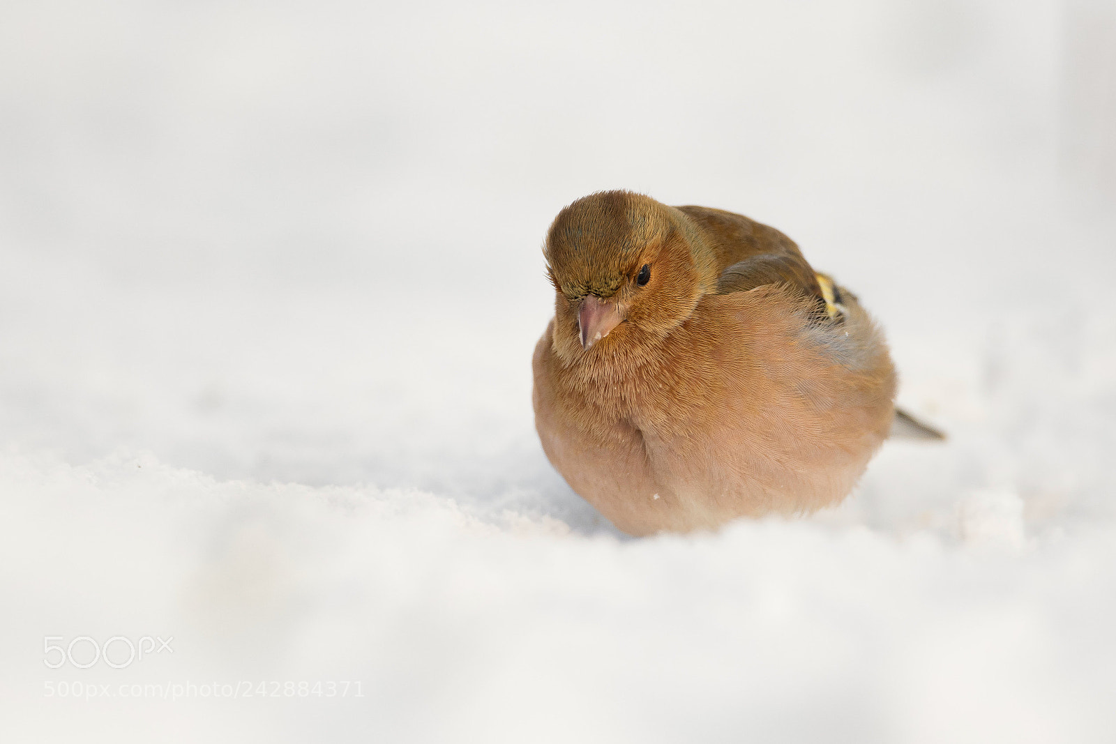 Nikon D850 sample photo. Buchfink im schnee photography