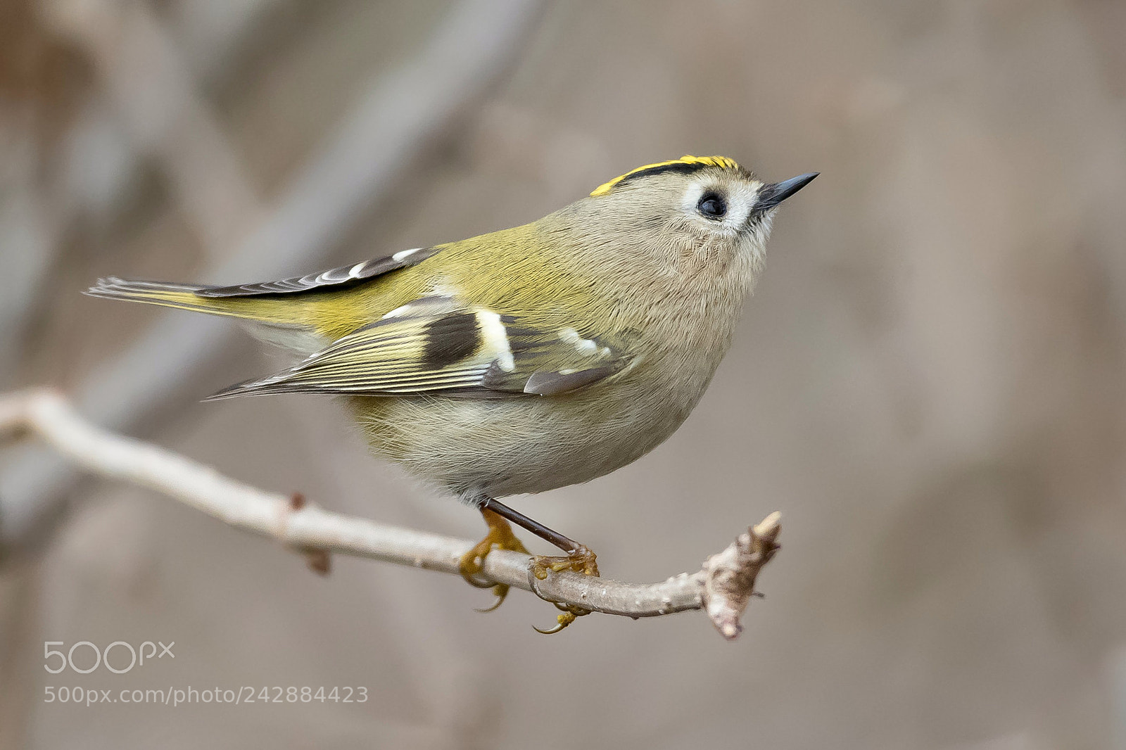 Nikon D850 sample photo. Wintergoldhähnchen photography