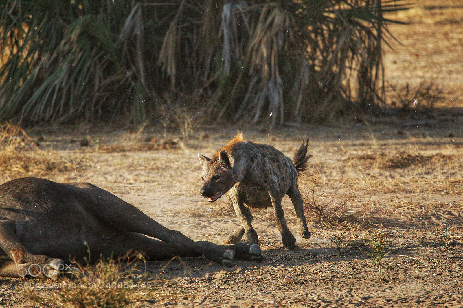 Canon EOS-1D Mark III sample photo. Hyena running towards vultures photography