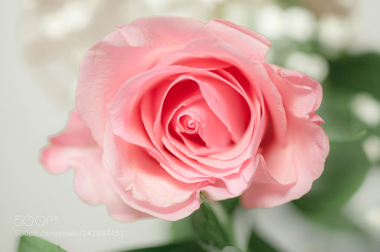 Nikon D300S sample photo. A pink rose photography