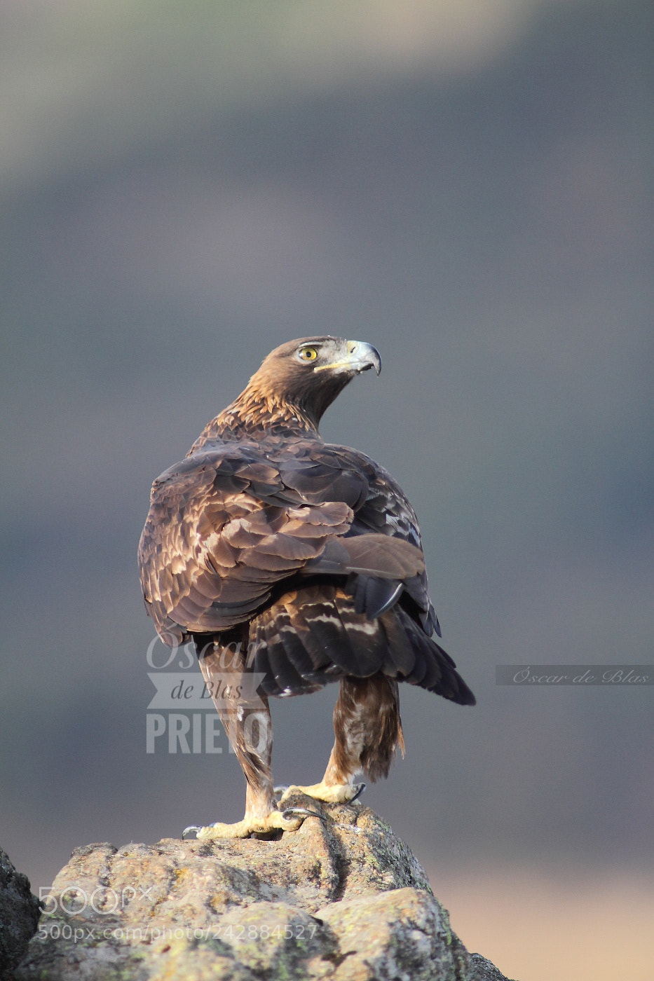 Canon EOS 7D sample photo. Golden eagle photography