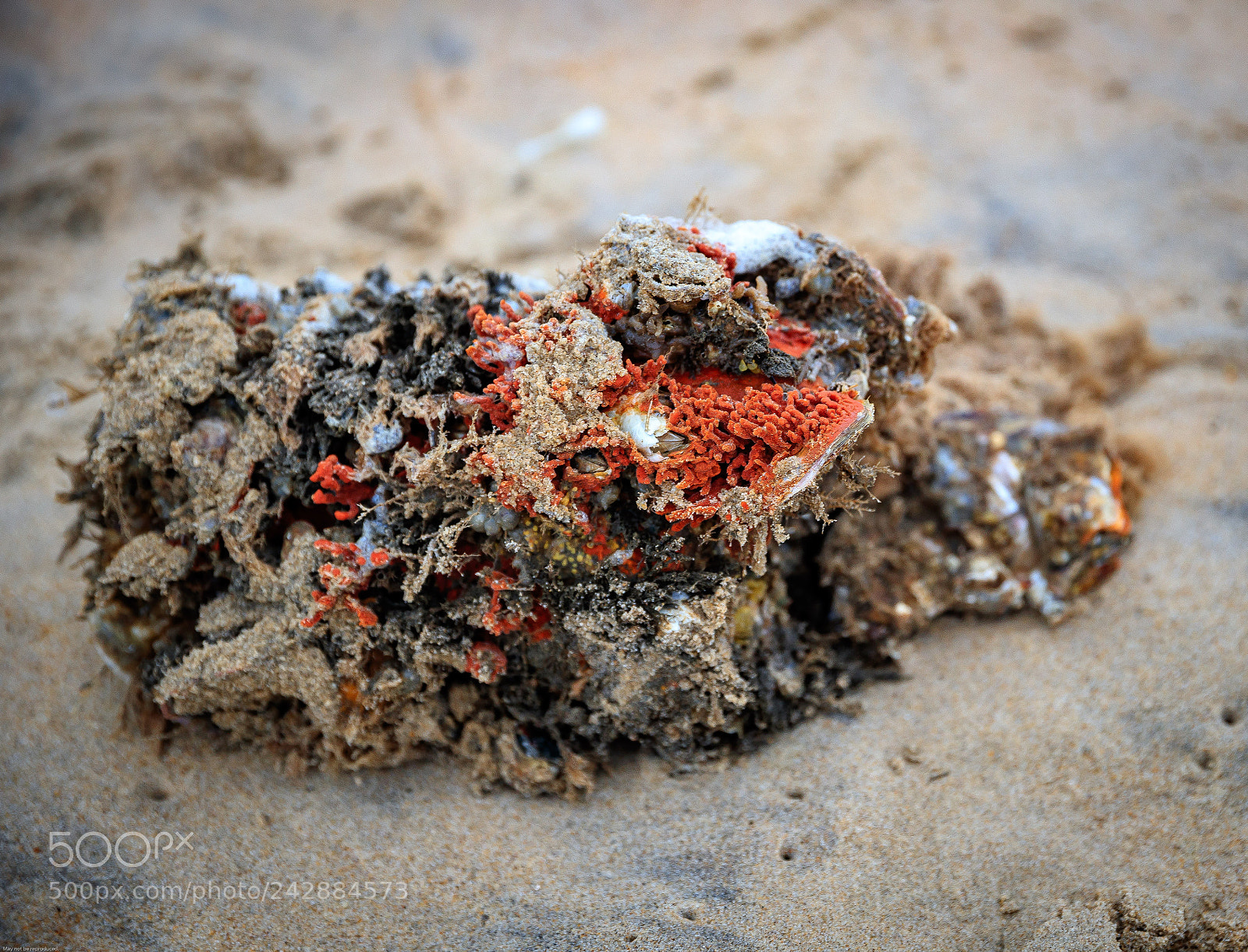 Canon EOS-1D X Mark II sample photo. Detritus photography