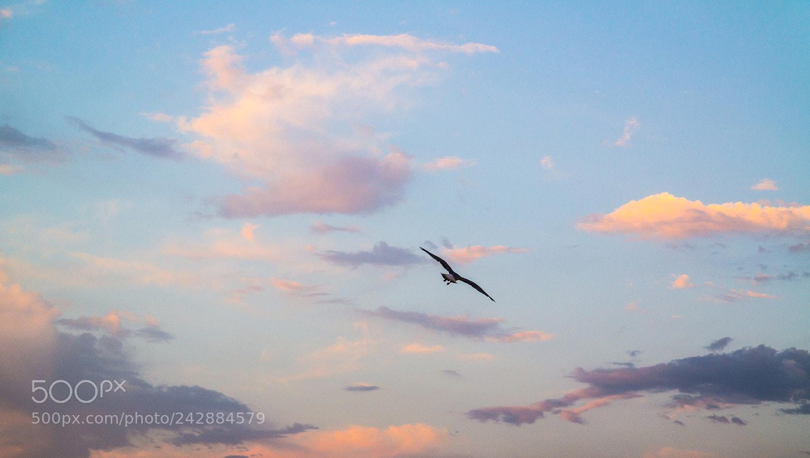 Samsung NX300 sample photo. Flying seagull from the photography