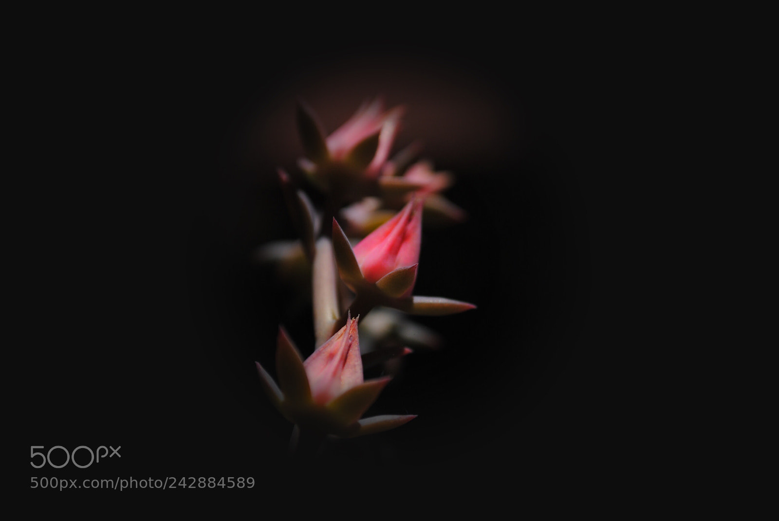 Nikon D3000 sample photo. Simple and beautiful photography