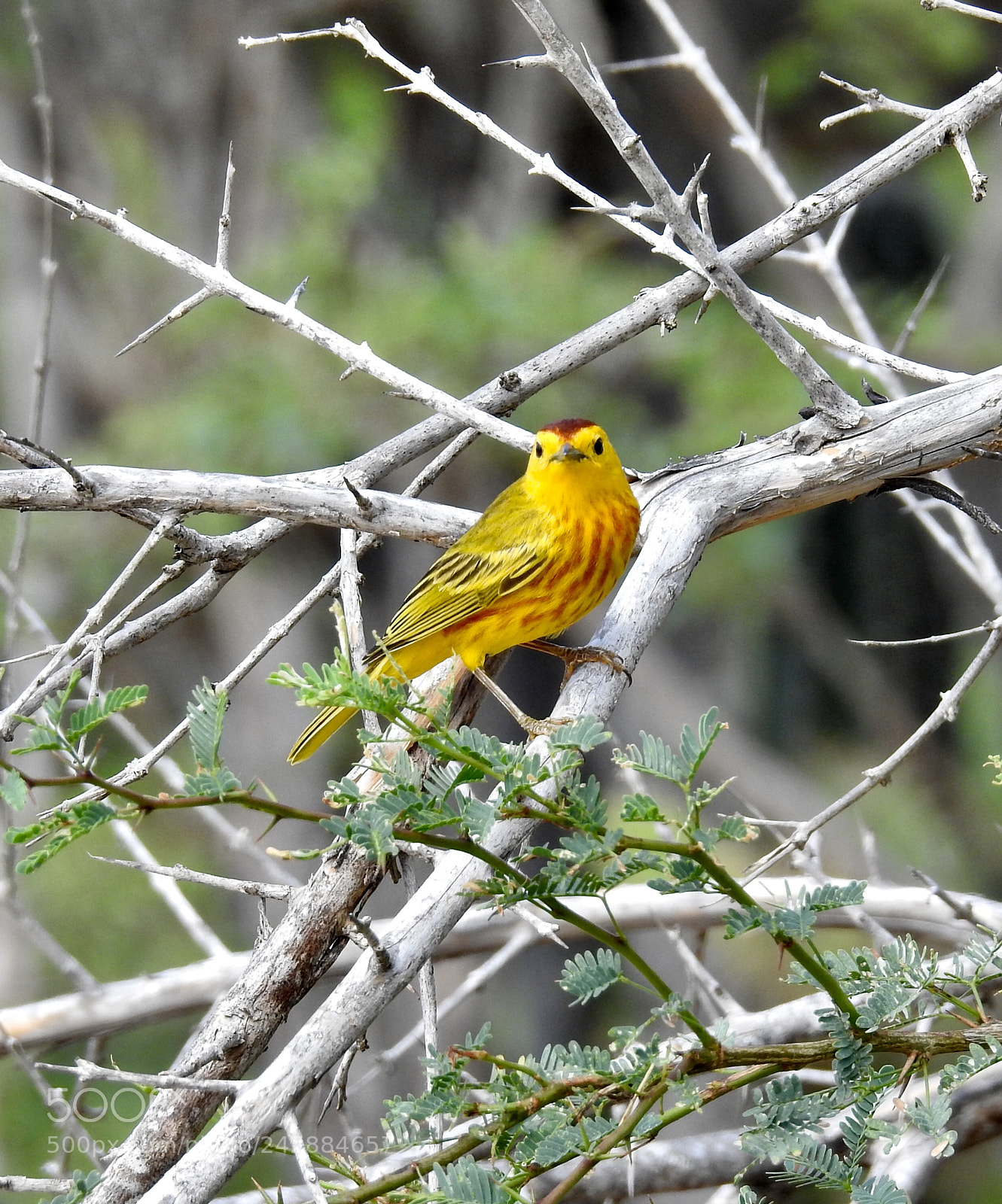 Nikon Coolpix P900 sample photo. Yellow warbler bonaire photography