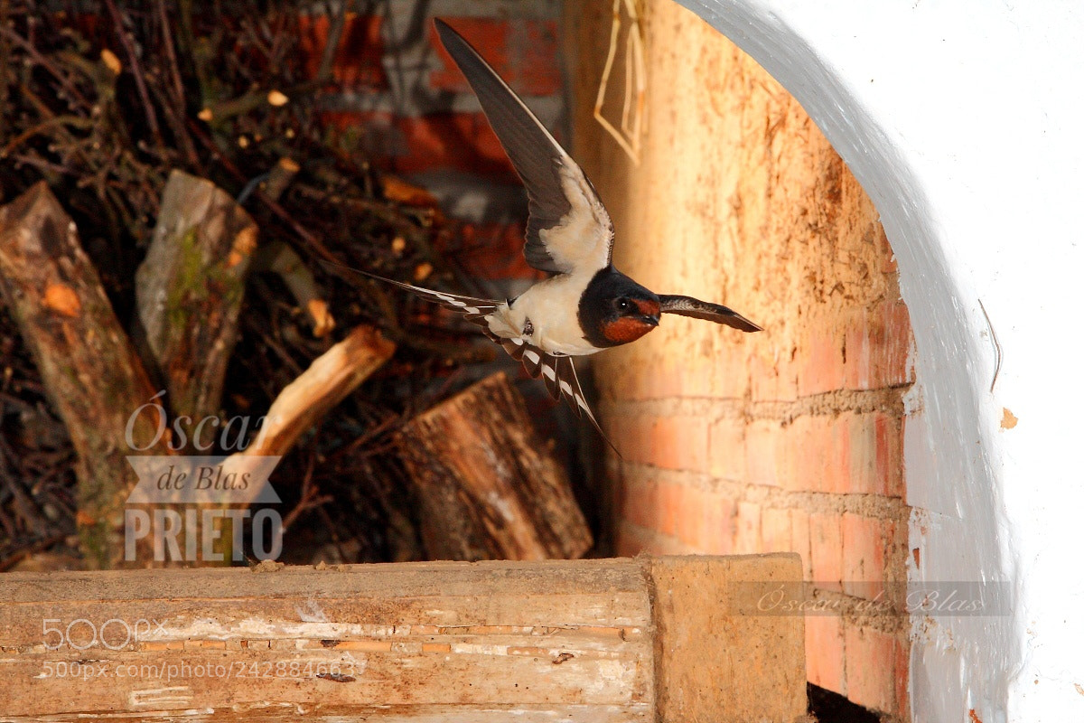 Canon EOS 40D sample photo. Swallow photography