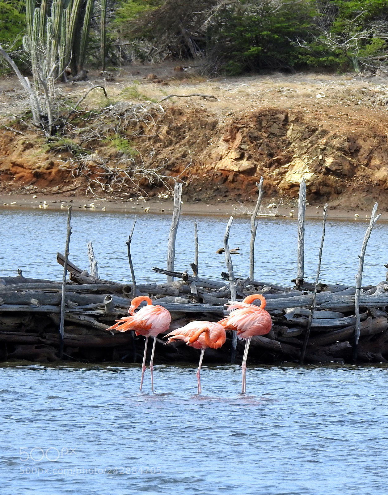Nikon Coolpix P900 sample photo. Flamingoes bonaire photography