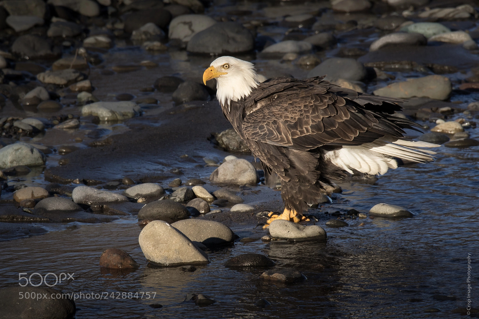 Canon EOS 7D Mark II sample photo. Nooksack river eagle photography