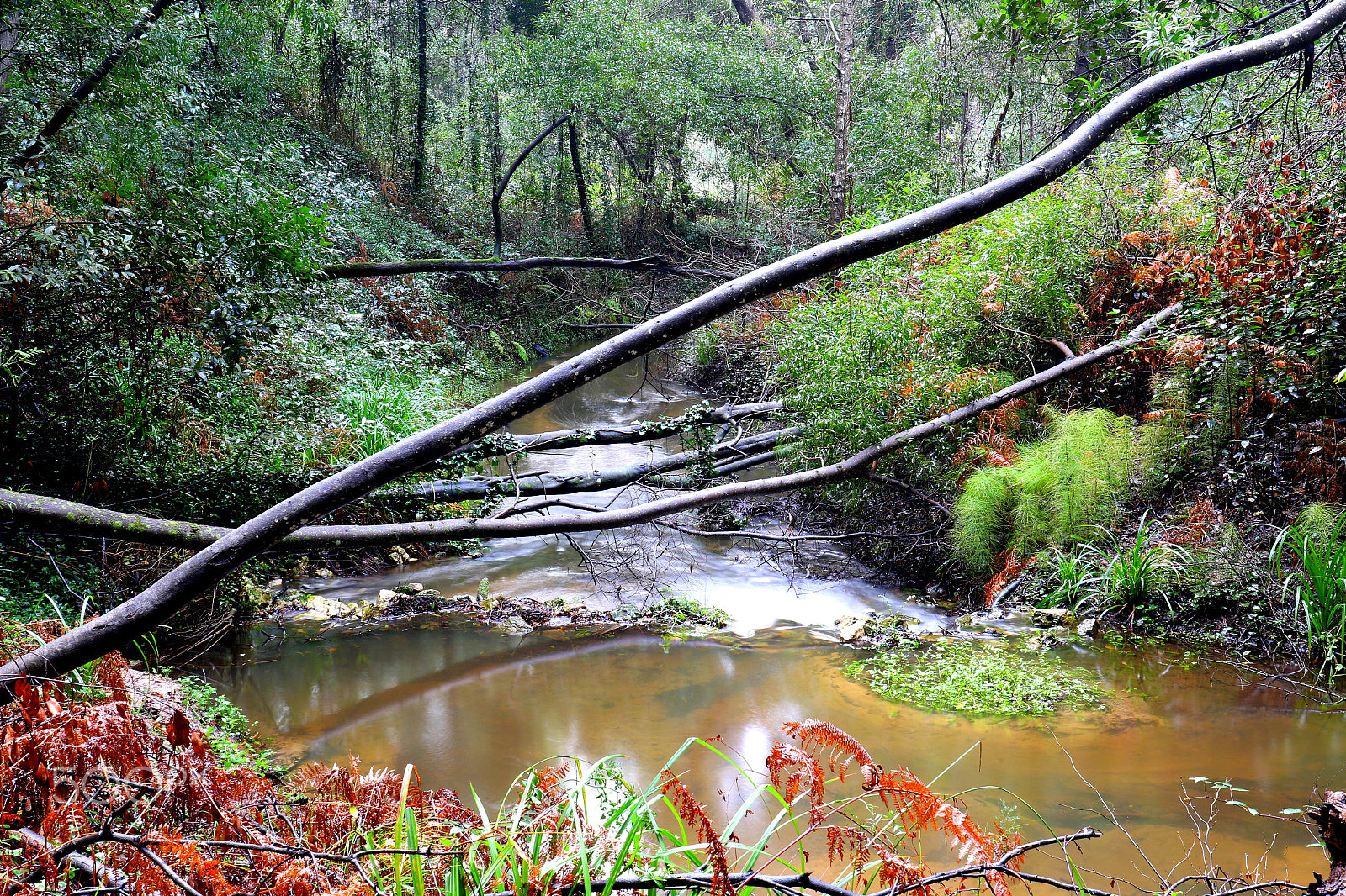 Canon EF 24-70mm F4L IS USM sample photo. Trunks in the brook photography