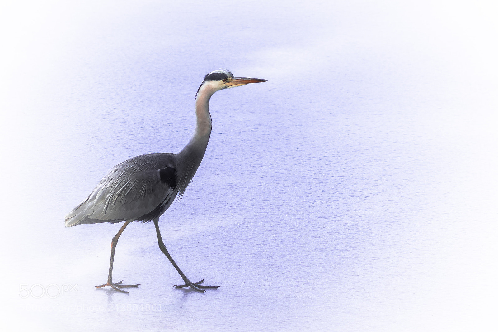 Pentax K-1 sample photo. On thin ice photography
