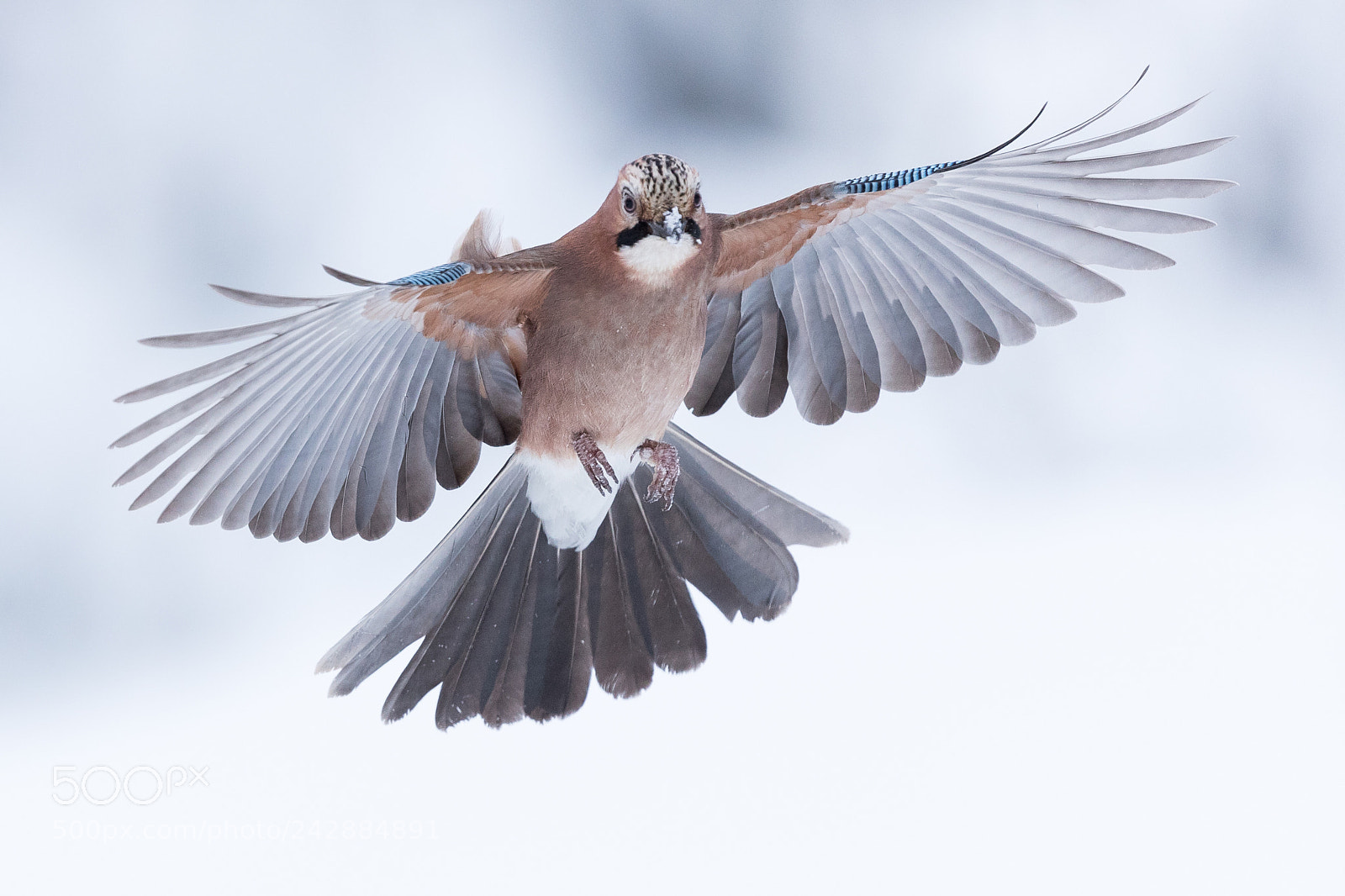 Canon EOS-1D X Mark II sample photo. Eurasian jay in flight photography