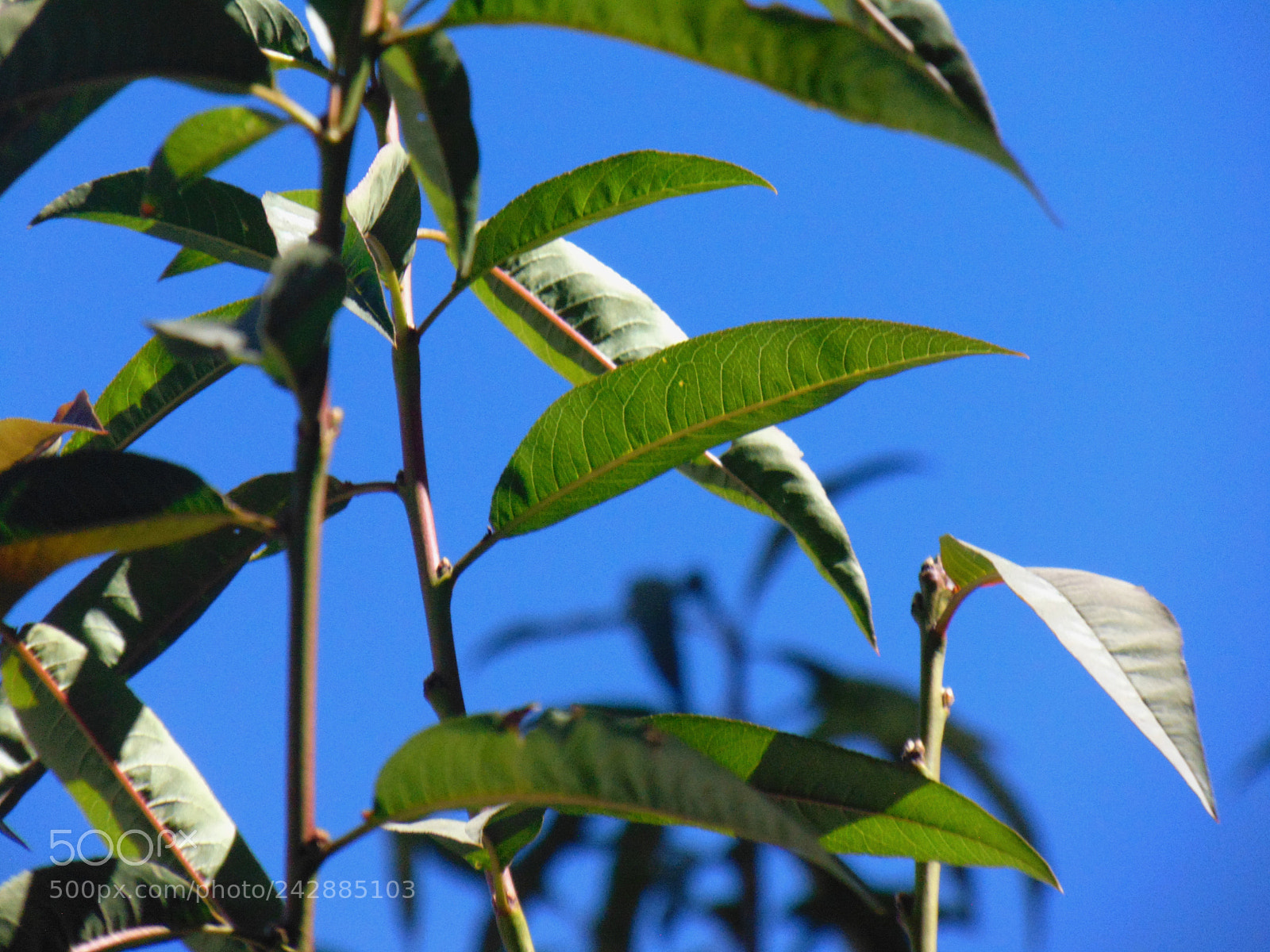 Sony Cyber-shot DSC-H300 sample photo. Untitled photography