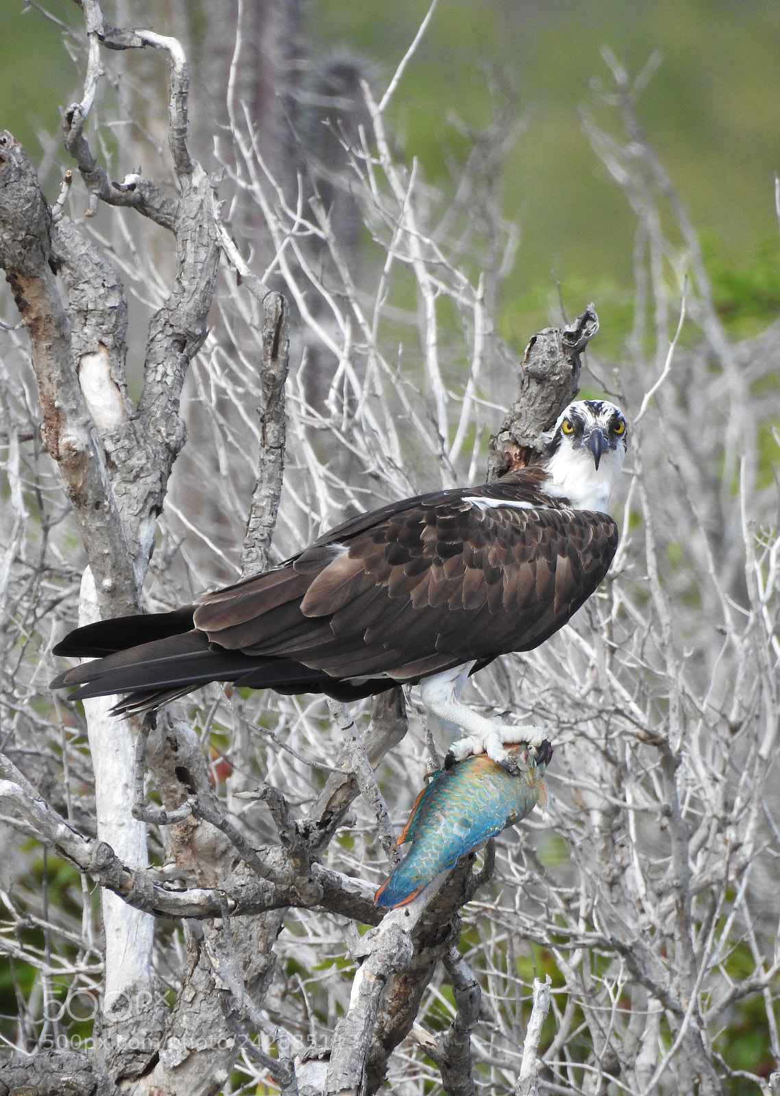 Nikon Coolpix P900 sample photo. Osprey bonaire photography
