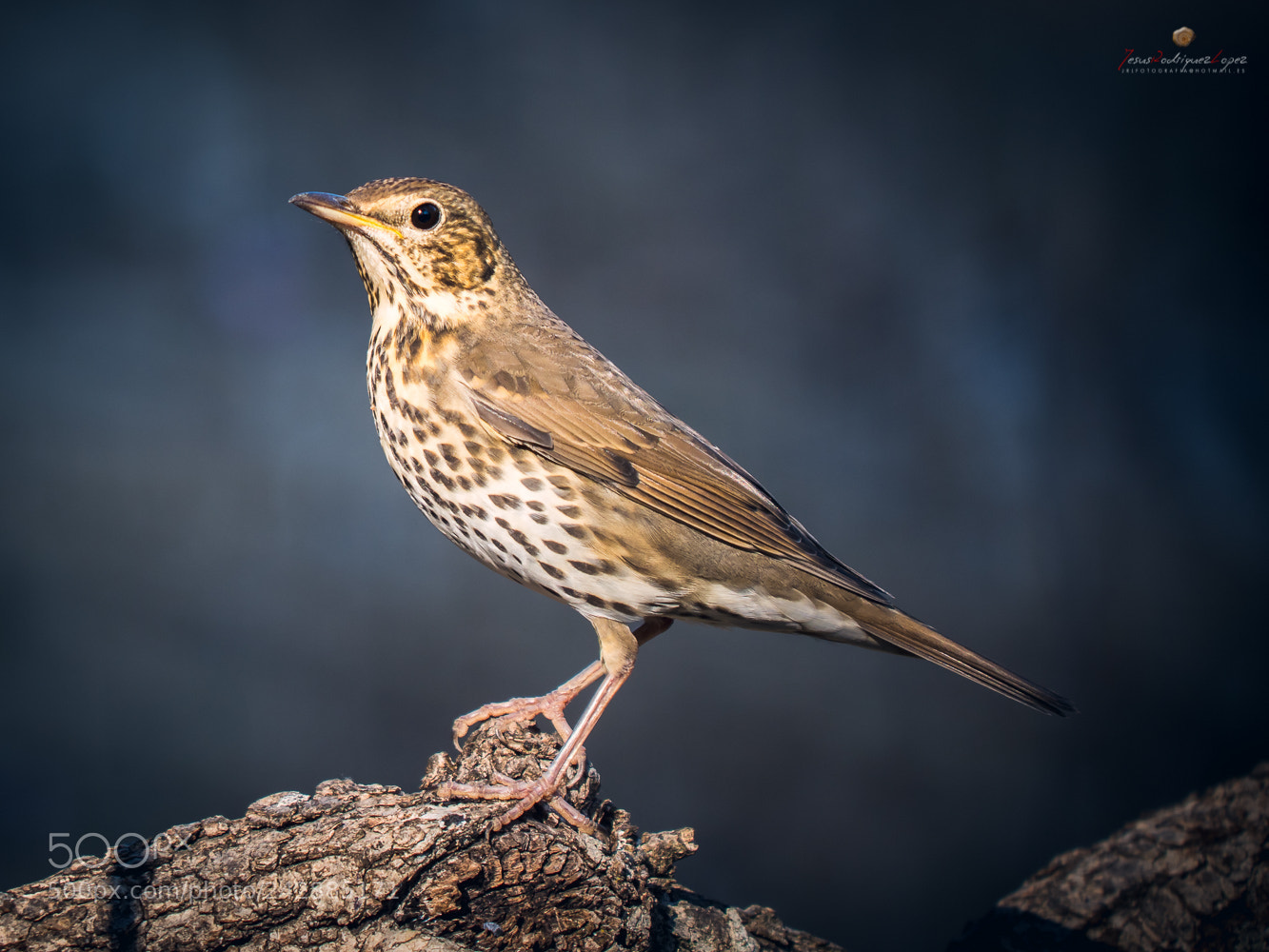 Olympus OM-D E-M1 Mark II sample photo. Zorzal al sol photography