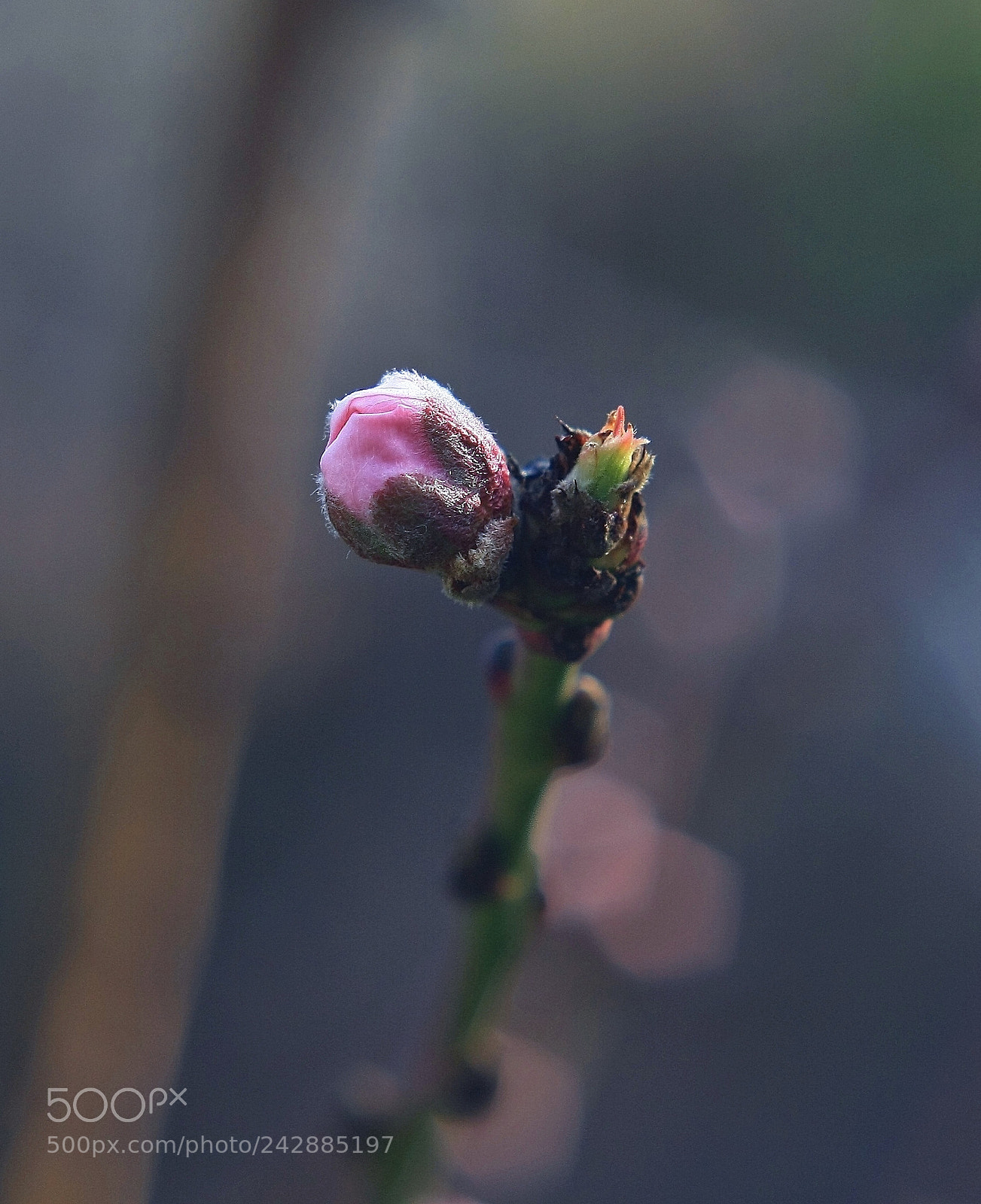Canon EOS 1000D (EOS Digital Rebel XS / EOS Kiss F) sample photo. +++++ photography