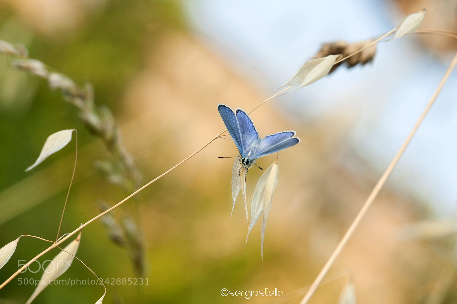 Nikon D90 sample photo. Blue among the oats______ photography