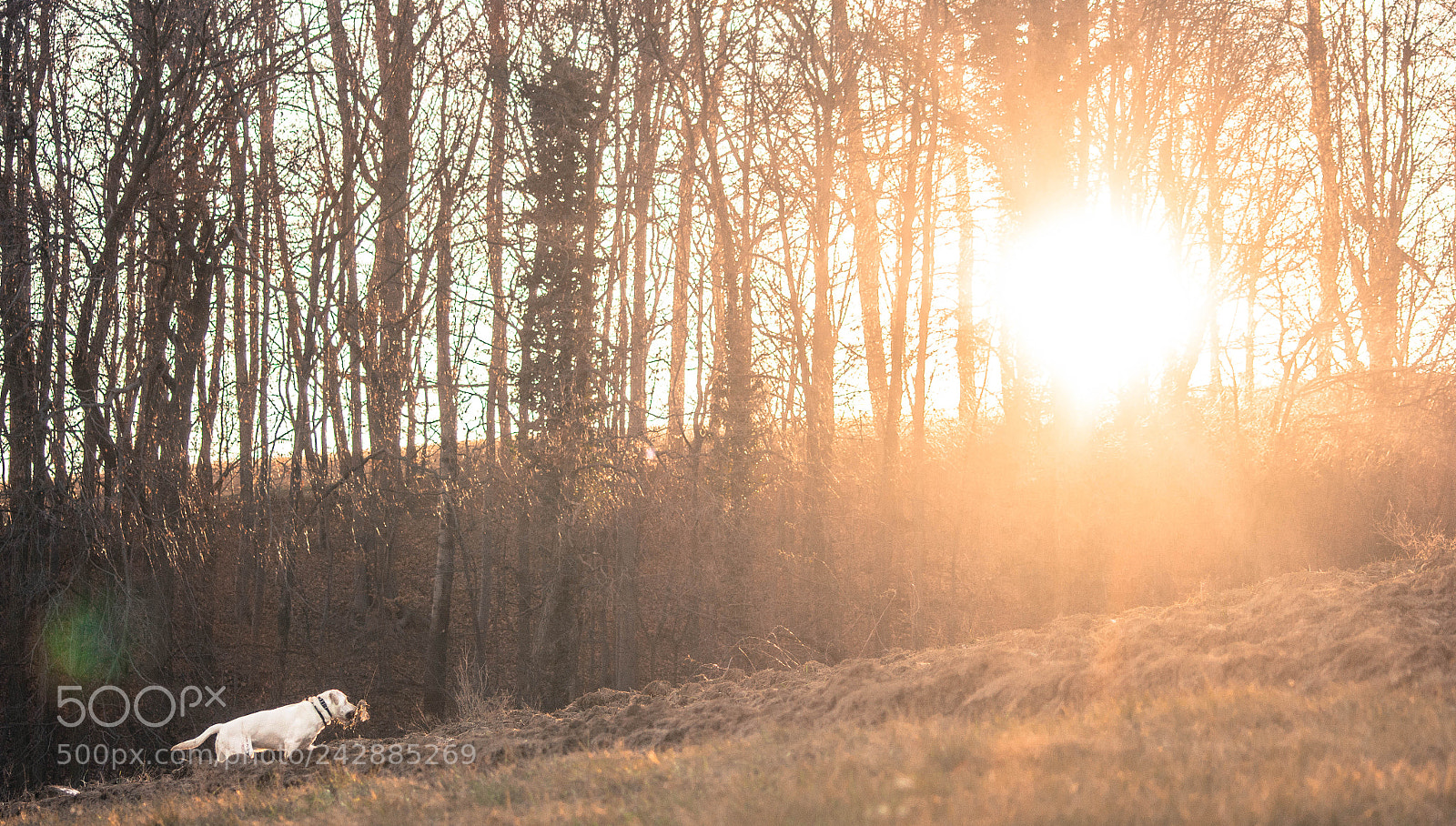 Canon EOS 60D sample photo. Labrador walk photography