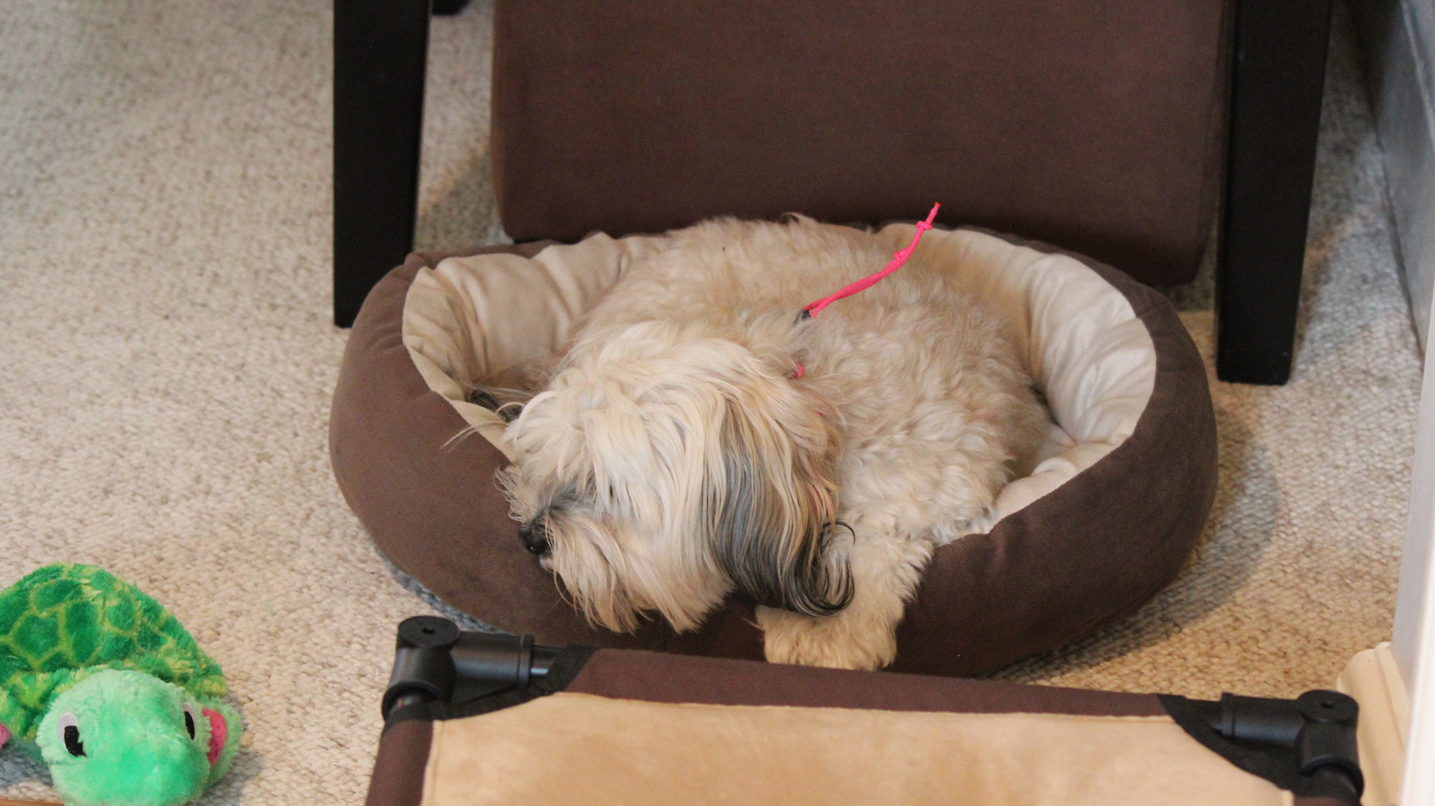Canon EF-S 55-250mm F4-5.6 IS sample photo. Dog photography
